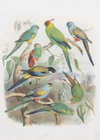 Parrots of the World by Gustav Mutzel (1878-83)