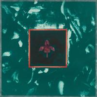 Turkey Dracula