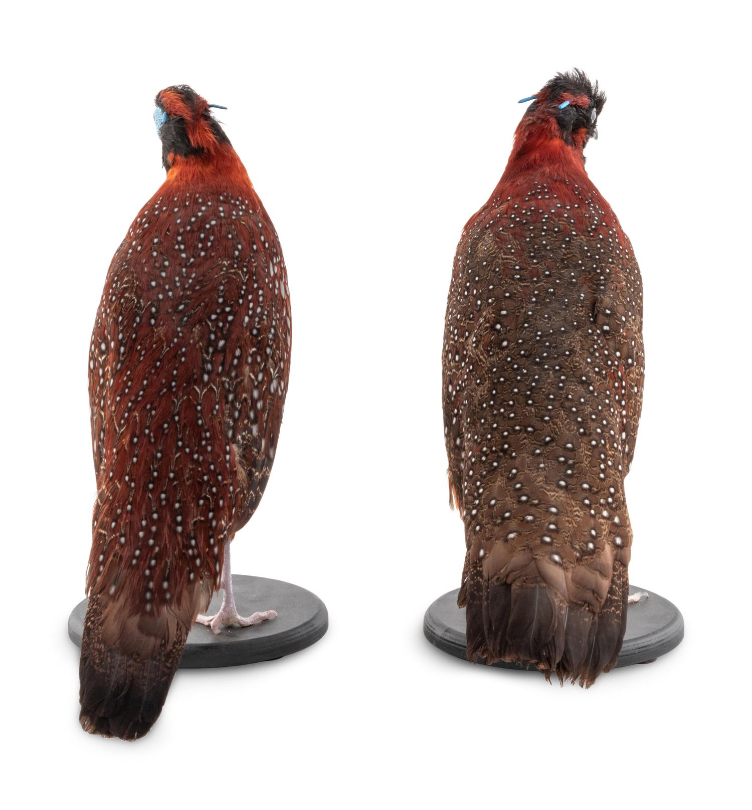 A Pair of Taxidermy Pheasants