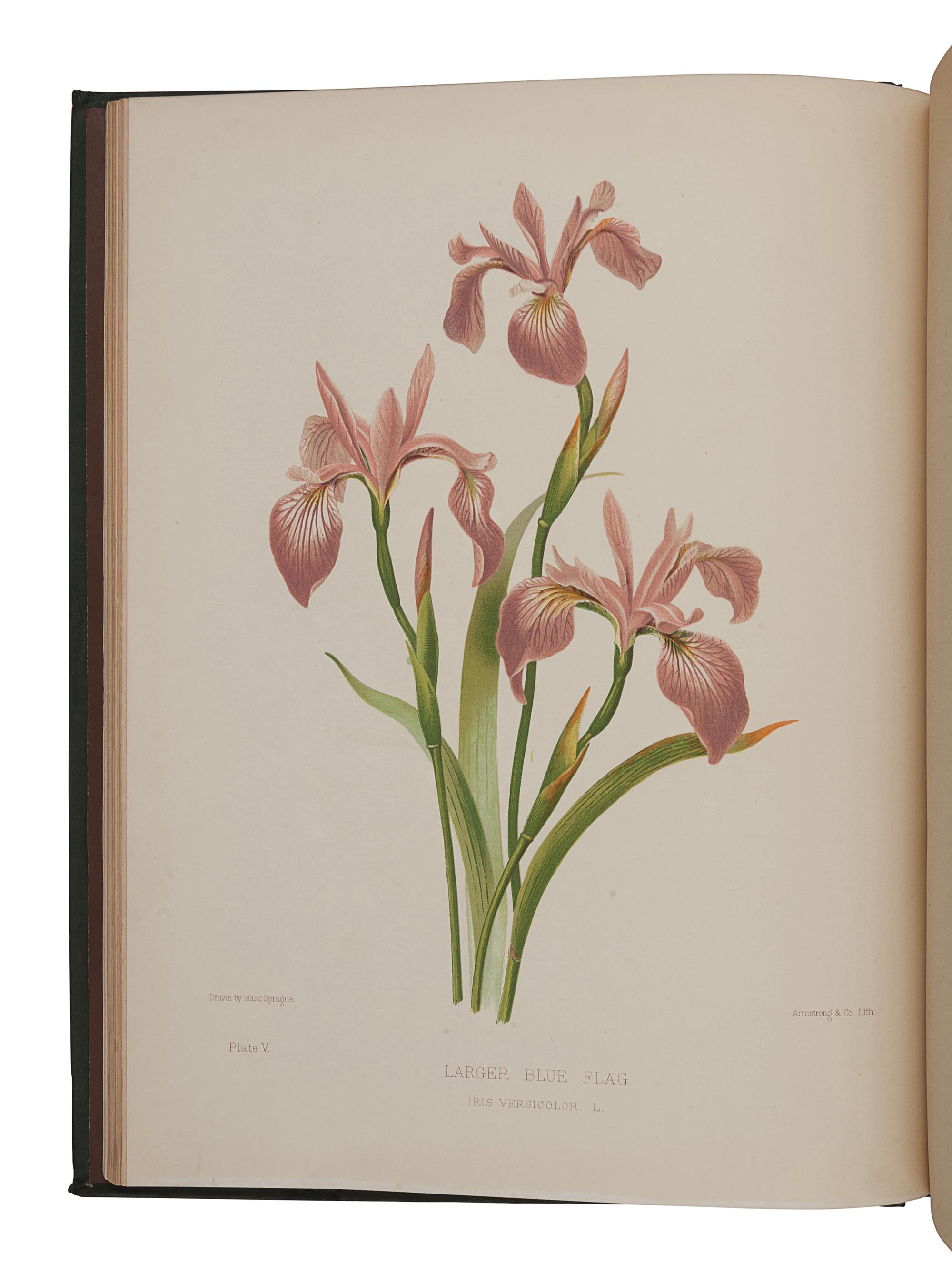 GOODALE, George Lincoln (1839-1923). -- SPRAGUE, Isaac (1811-1895), illustrator. The Wild Flowers of America . Boston: S.E. Cassino, 1882.