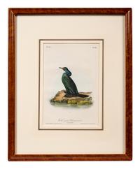 A Group of Four Prints of Aquatic Birds, after John James Audubon (1785-1851)