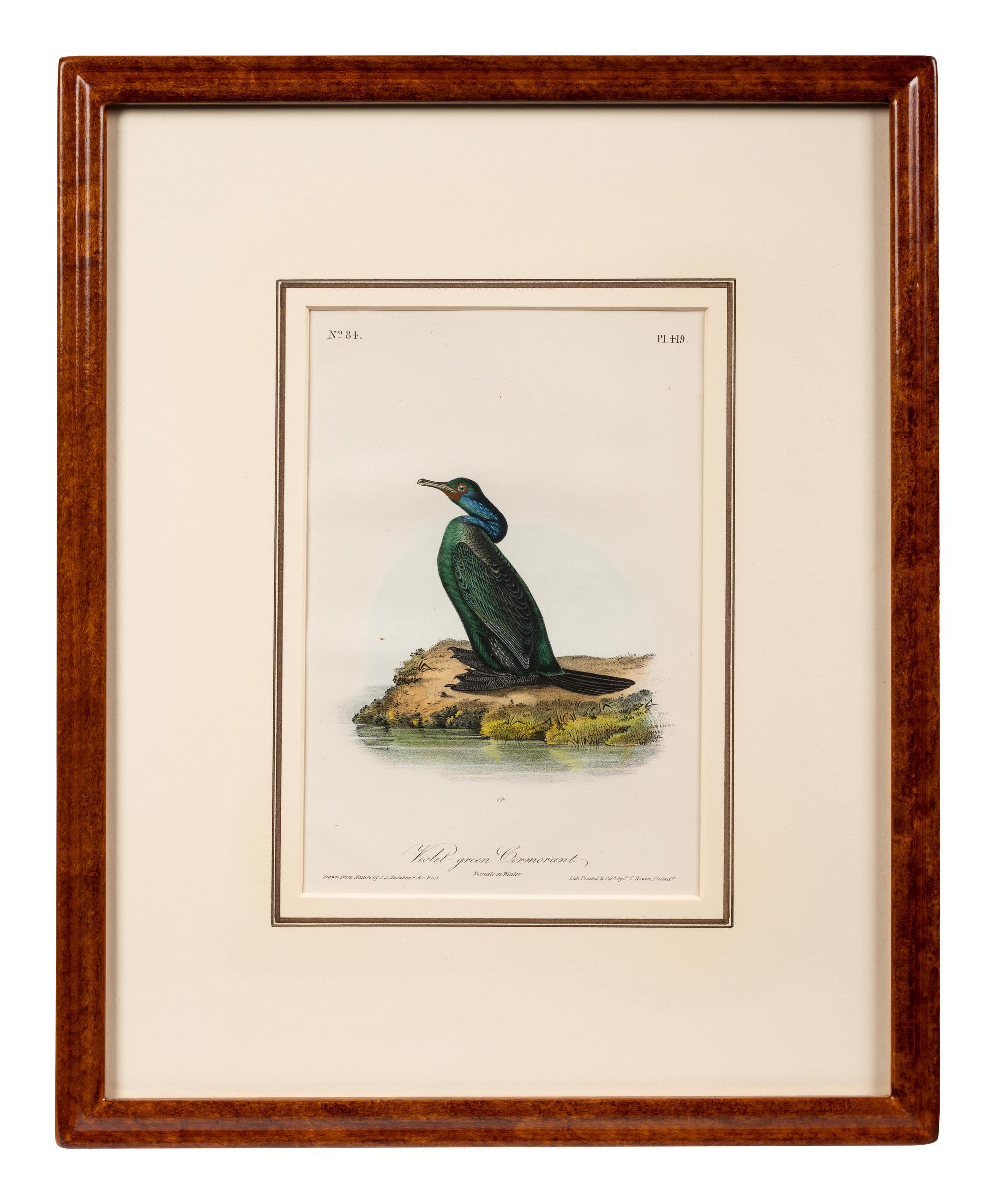 A Group of Four Prints of Aquatic Birds, after John James Audubon (1785-1851)