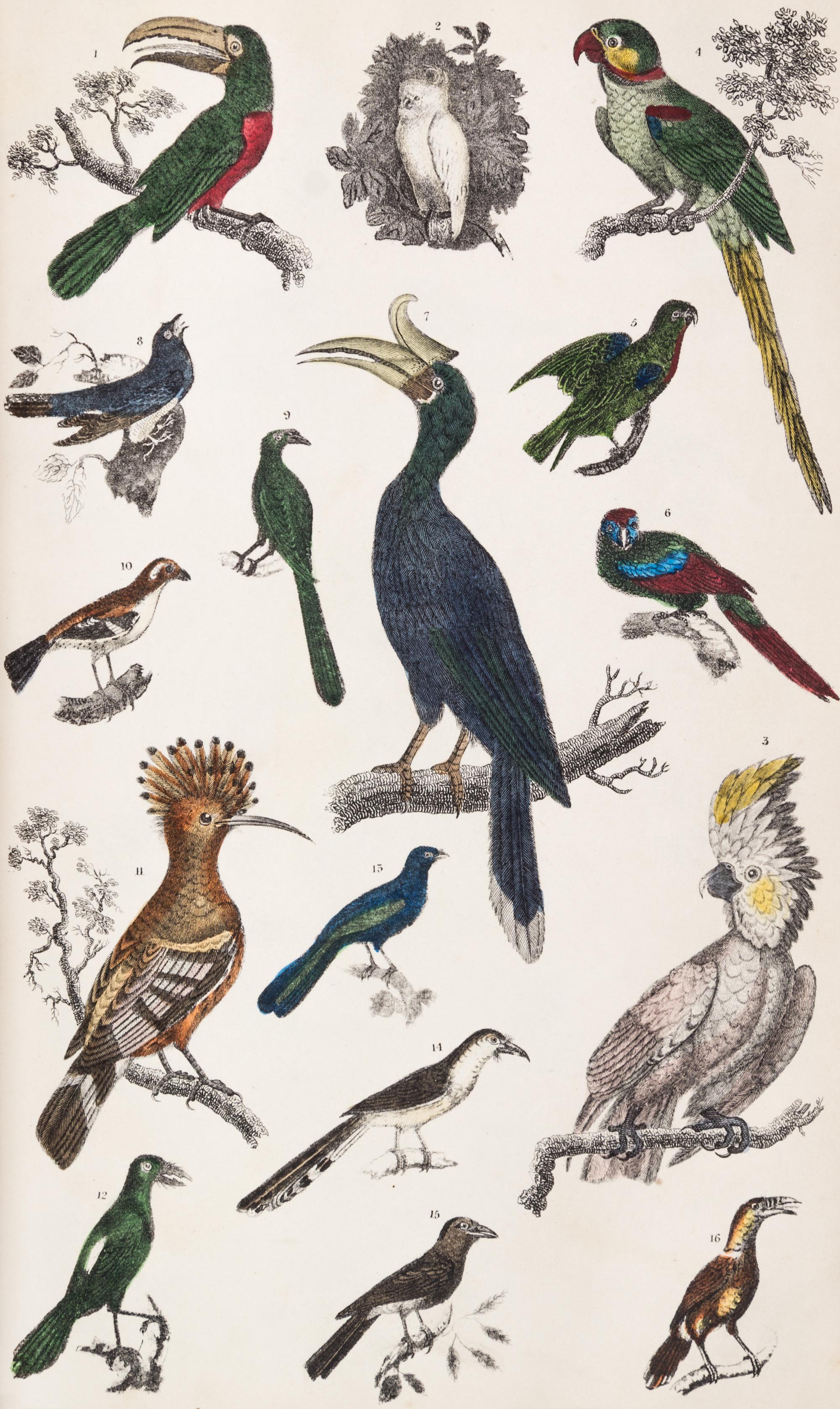 GOLDSMITH, OLIVER. A History of the Earth and Animated Nature. London, 1847. 2 vols.