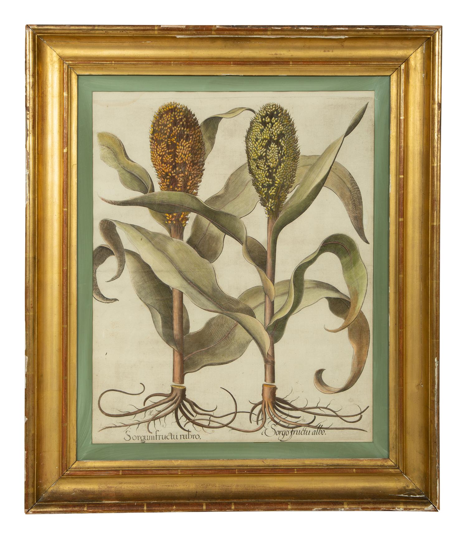 A Set of Six Hand-Colored Botanical Engravings After Basilius Besler (German, 1561-1629) — 19TH CENTURY