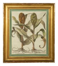 A Set of Six Hand-Colored Botanical Engravings After Basilius Besler (German, 1561-1629) — 19TH CENTURY