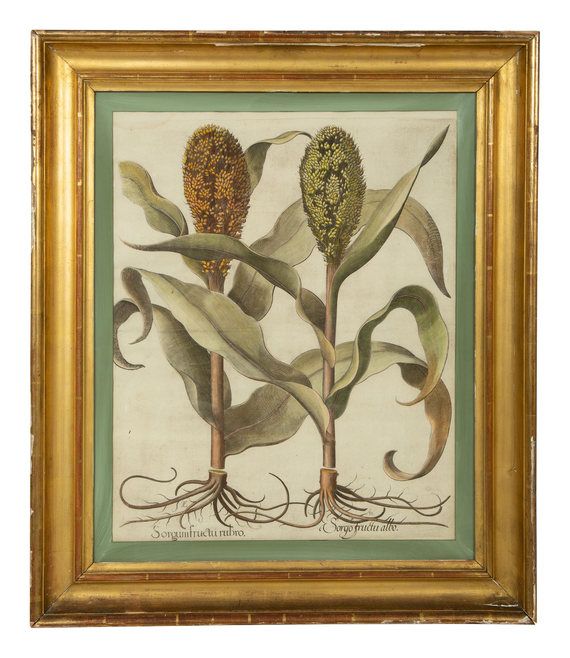 A Set of Six Hand-Colored Botanical Engravings After Basilius Besler (German, 1561-1629) — 19TH CENTURY