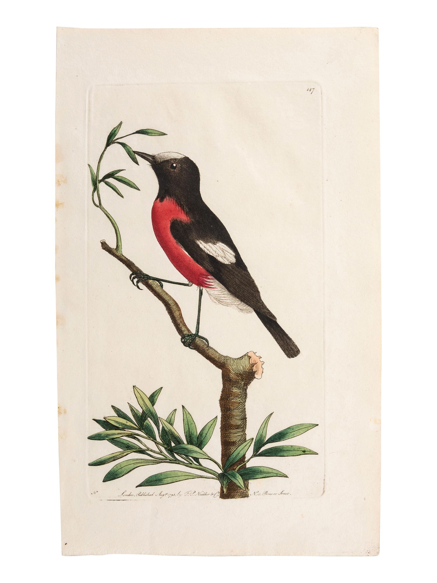 A Collection of Ornithology and Entomology Prints