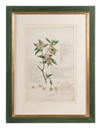 Four Botanical Watercolors