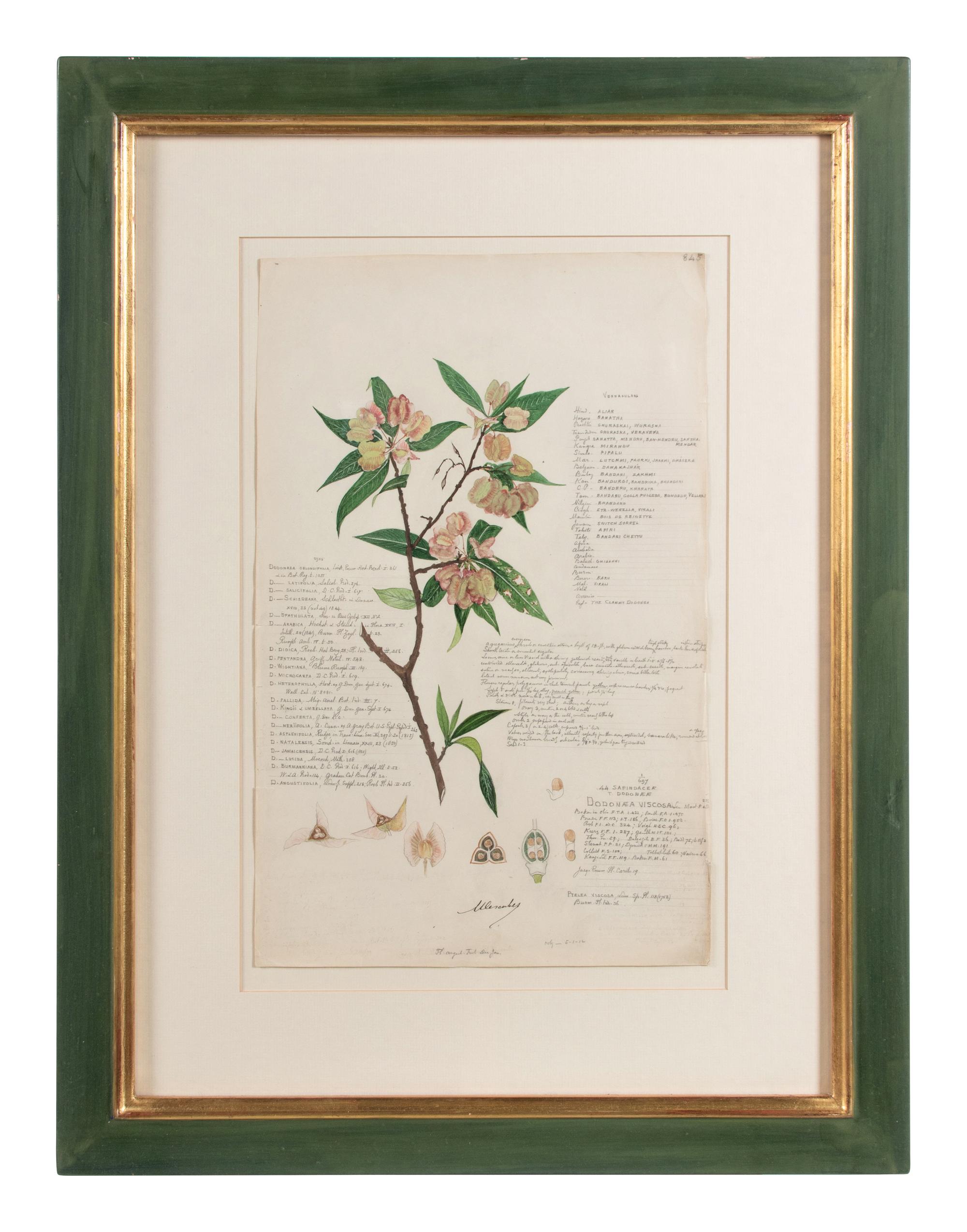 Four Botanical Watercolors