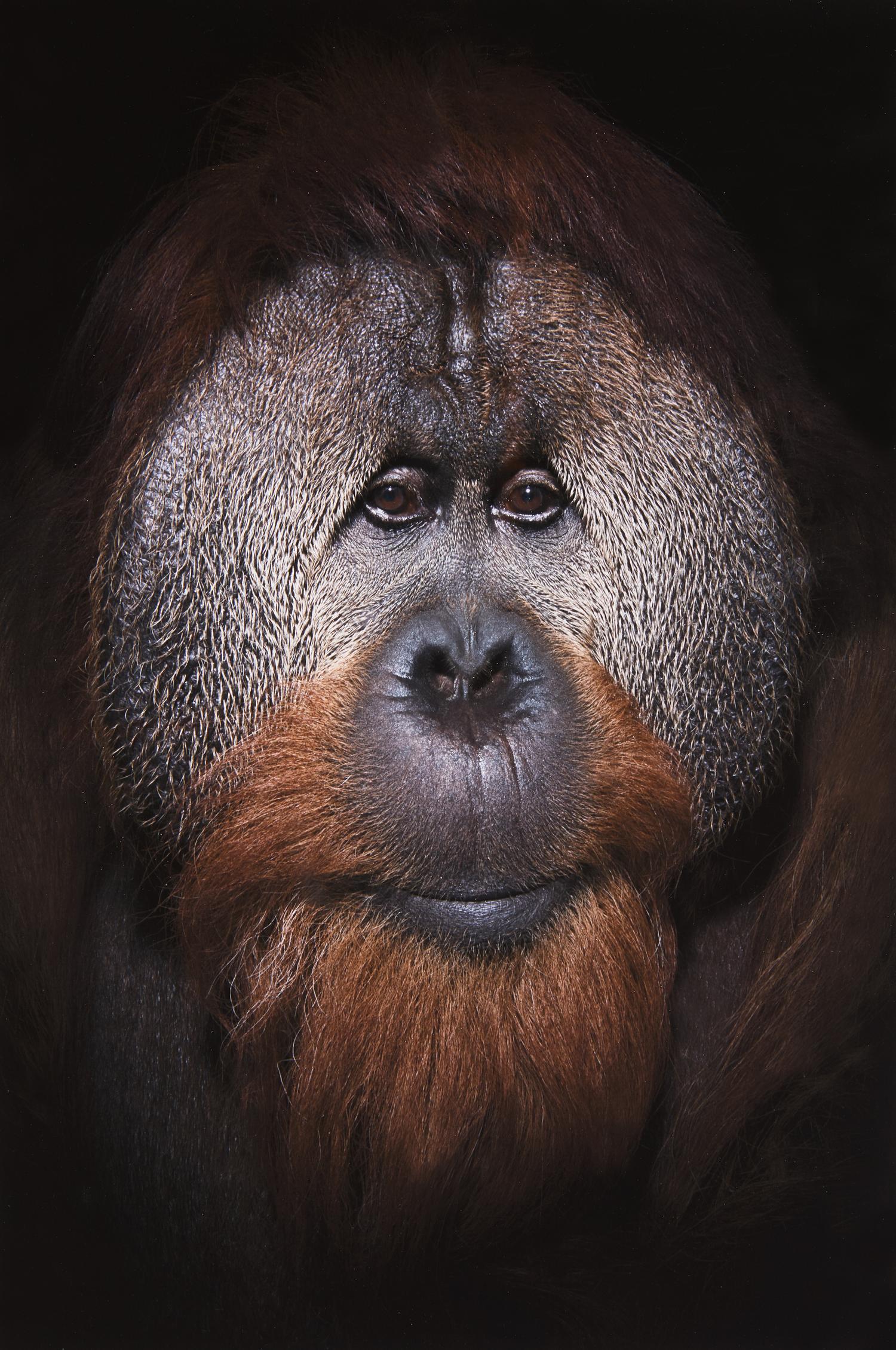 Azy, International Orangutan Center, Indianapolis, 2018