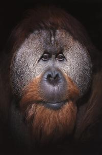 Azy, International Orangutan Center, Indianapolis, 2018