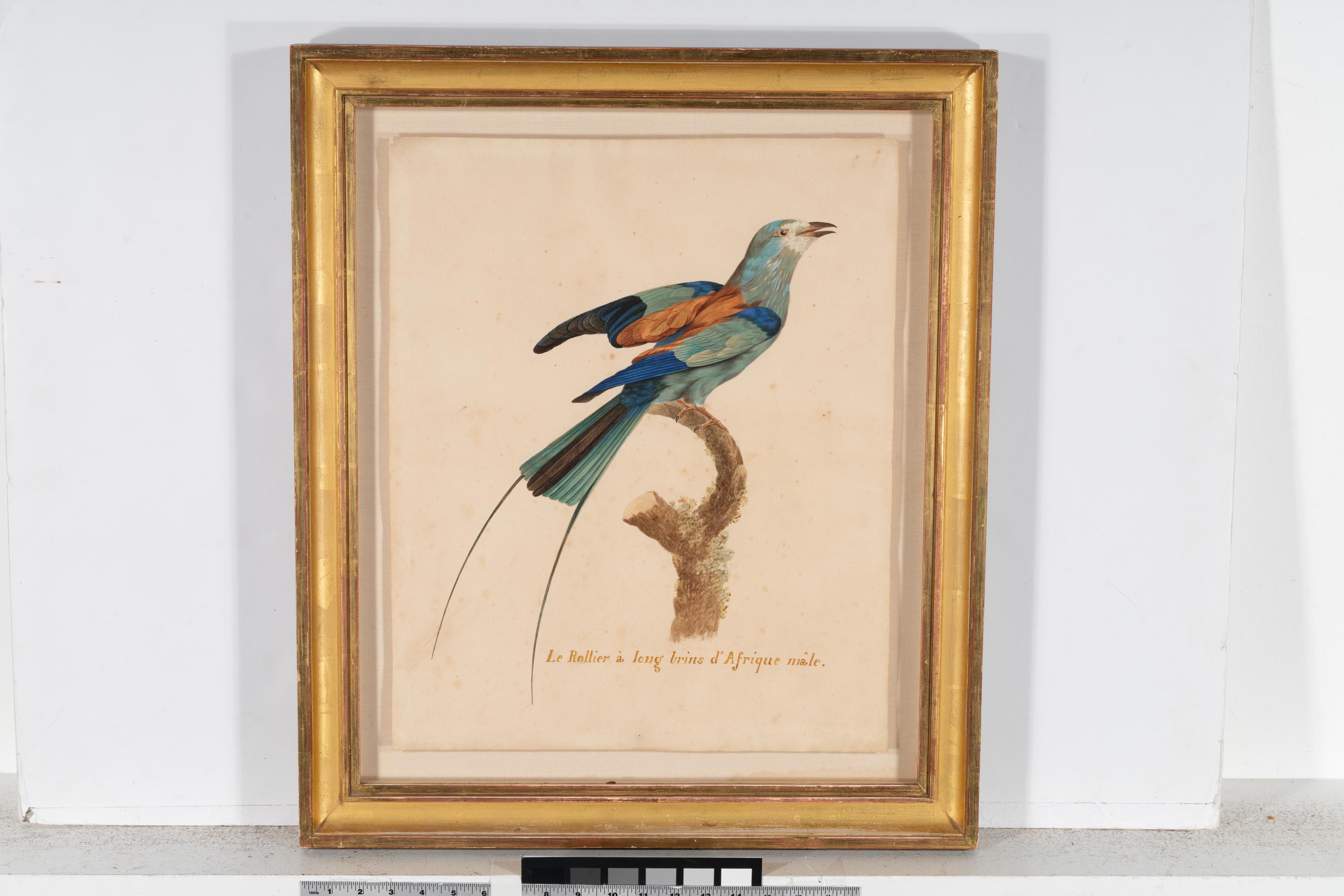 After Jacques Barraband, 19th Century — Le rollier à longs brins d'Afrique male