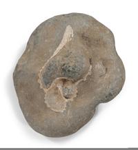 Five Prehistoric Fossils