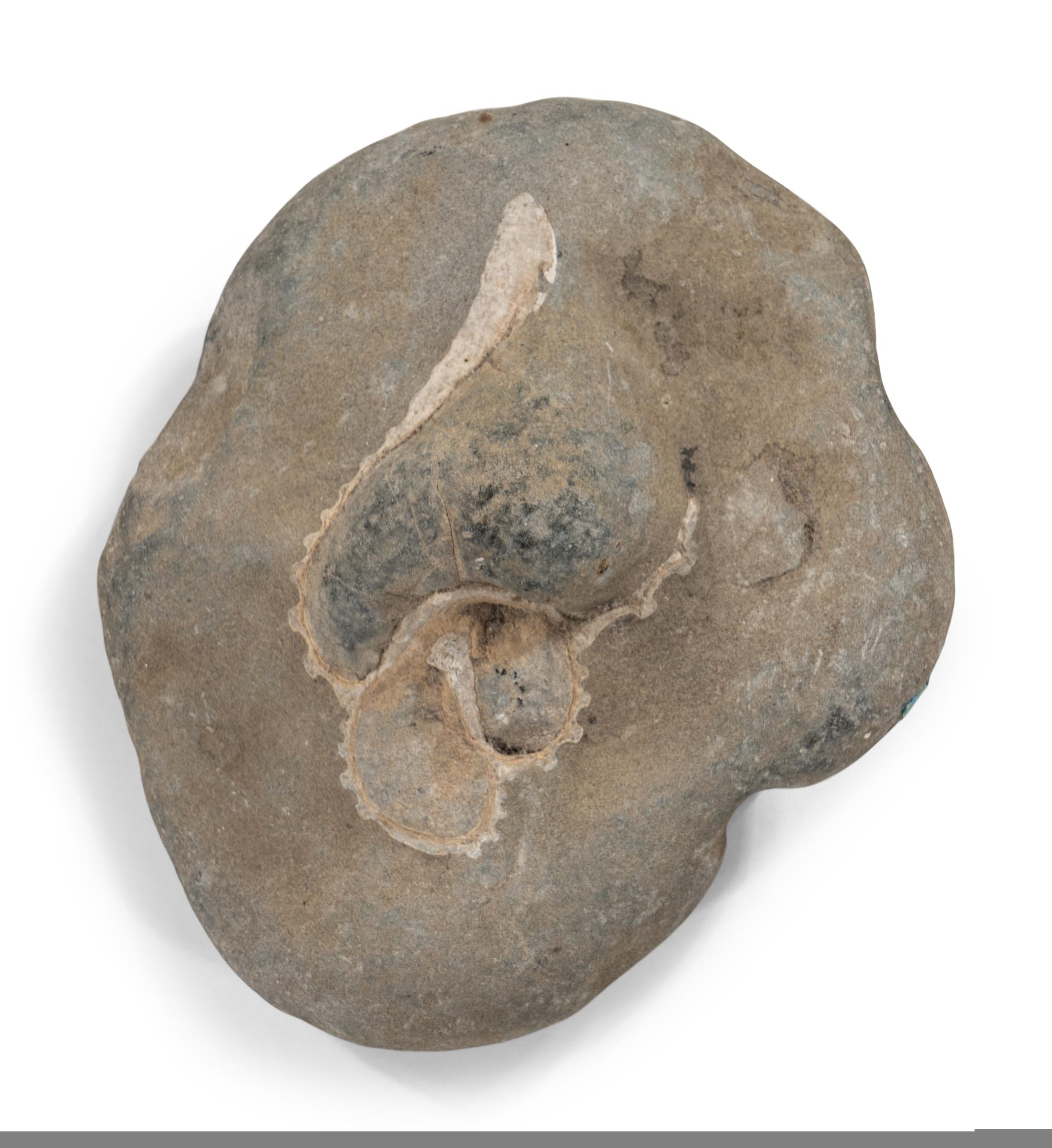 Five Prehistoric Fossils