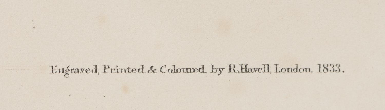 AUDUBON, John James (1785-1851). Bachmans Finch (Plate CLXV)