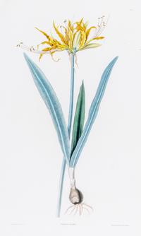 A Pair of Botanical Prints