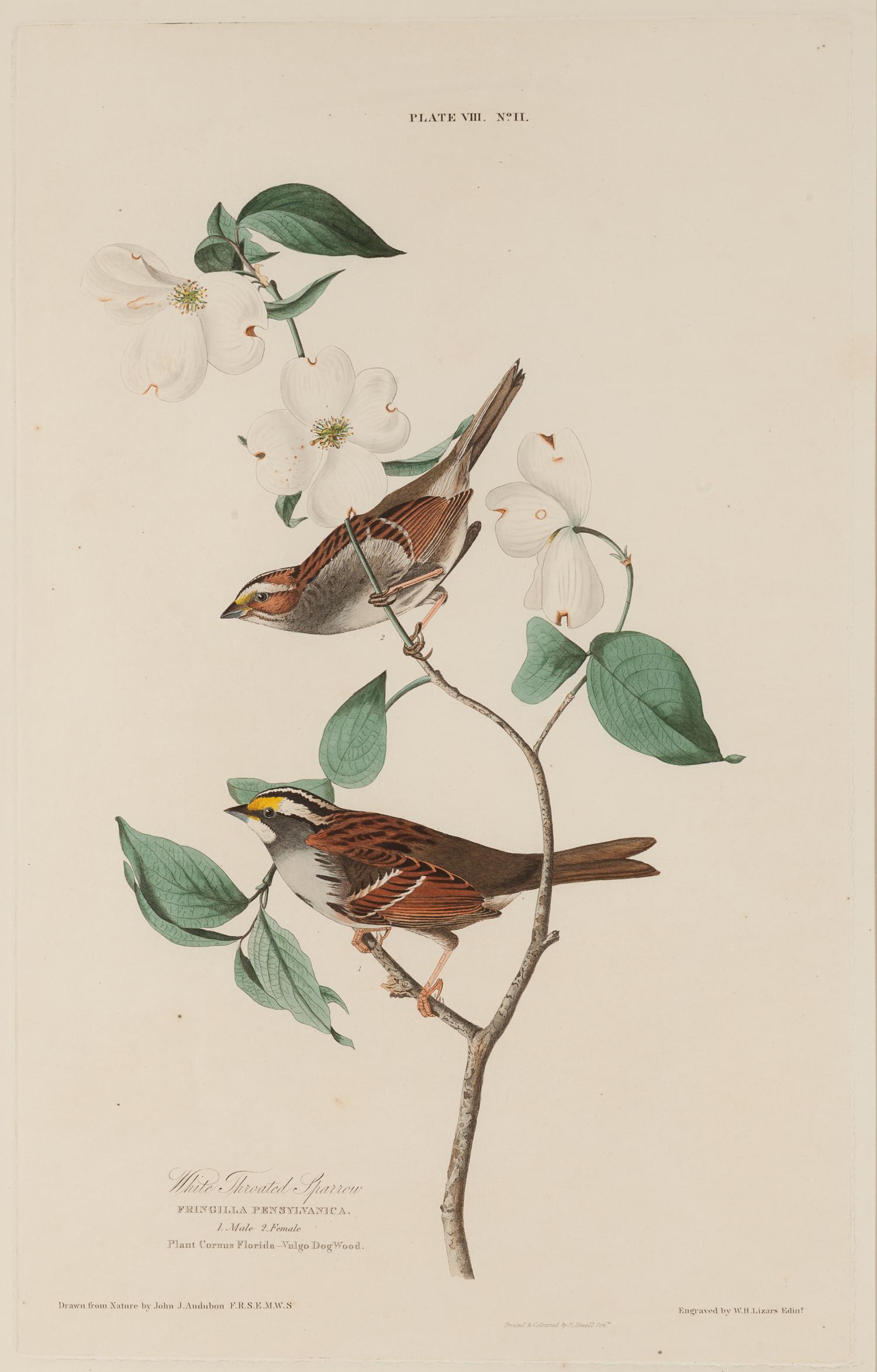 AUDUBON, John James (1785-1851).