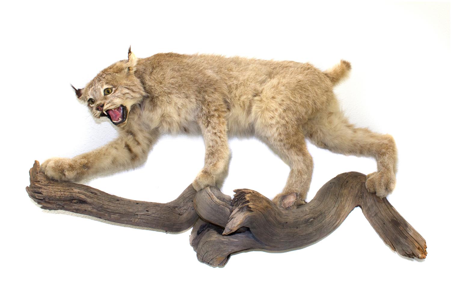 A Full Body Bobcat Mount