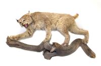 A Full Body Bobcat Mount