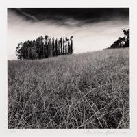 Michael Kenna, (British, b. 1953), Eucalyptus Grove, Elkhorn Slough, CA, 1989