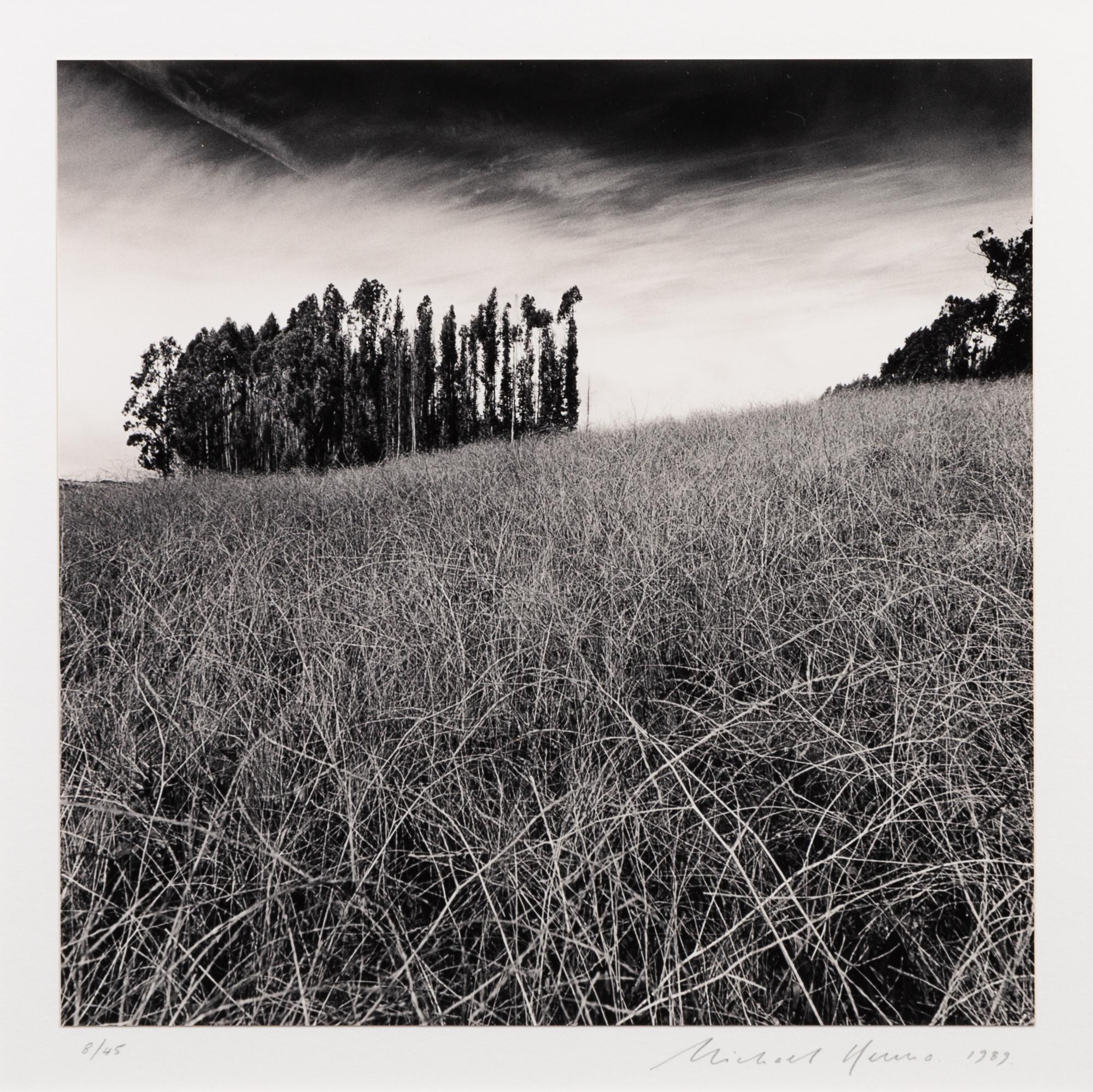 Michael Kenna, (British, b. 1953), Eucalyptus Grove, Elkhorn Slough, CA, 1989