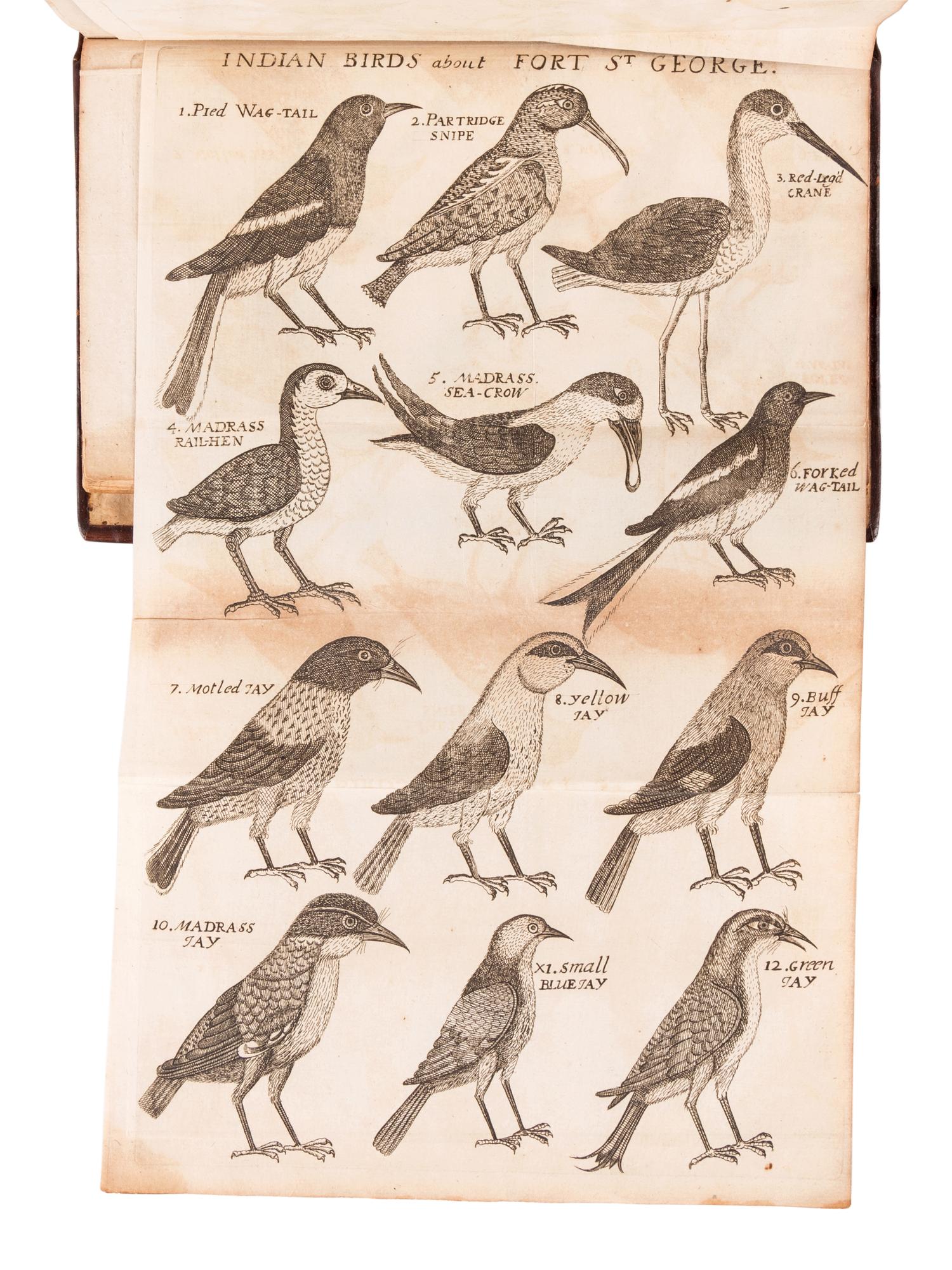 RAY, John (1628-1705). Synopsis Methodica Avium & Piscium . London: William Innys, 1713.