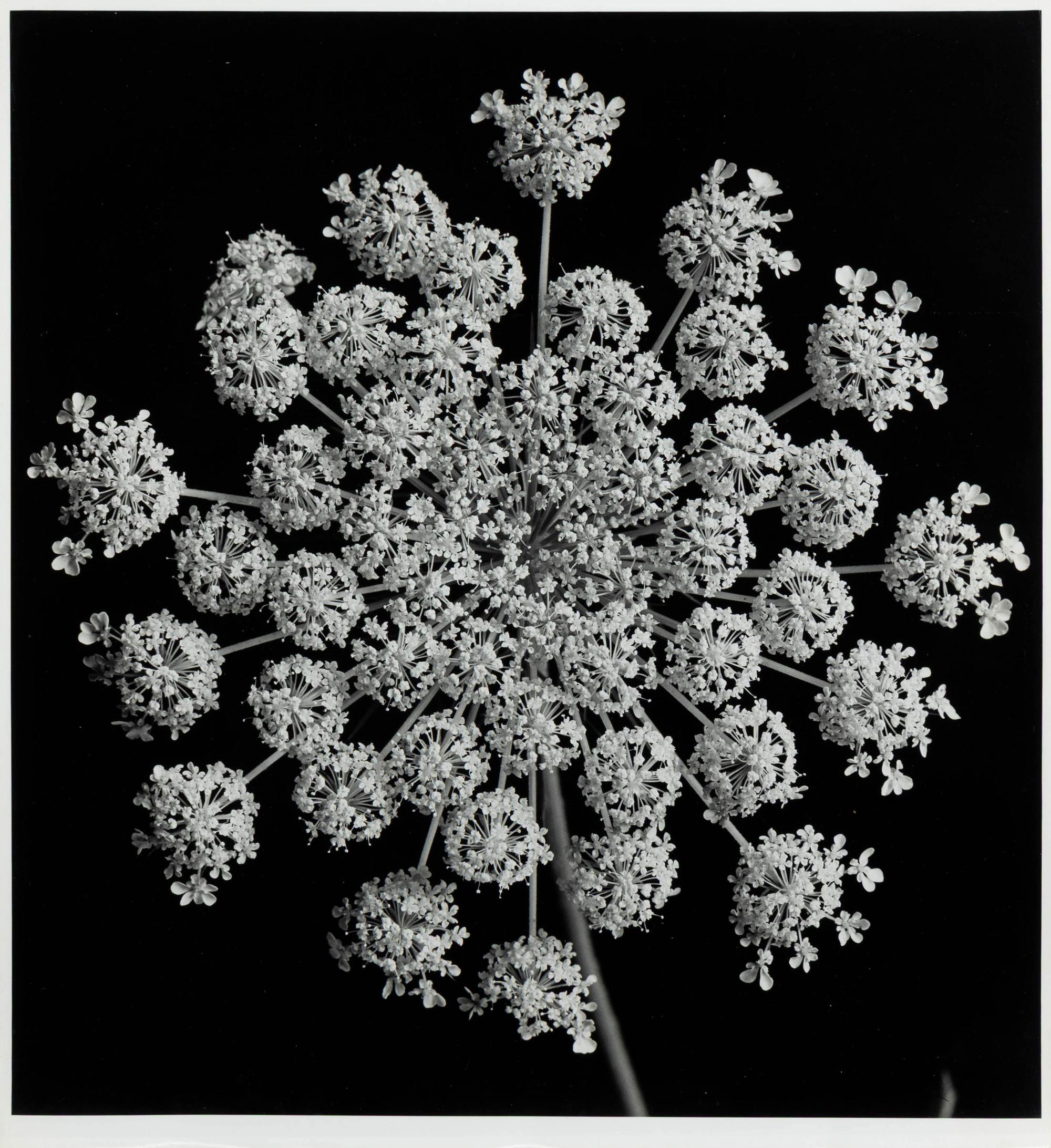 Yuichi Idaka (American, 1914-2012) — Queen Anne's Lace