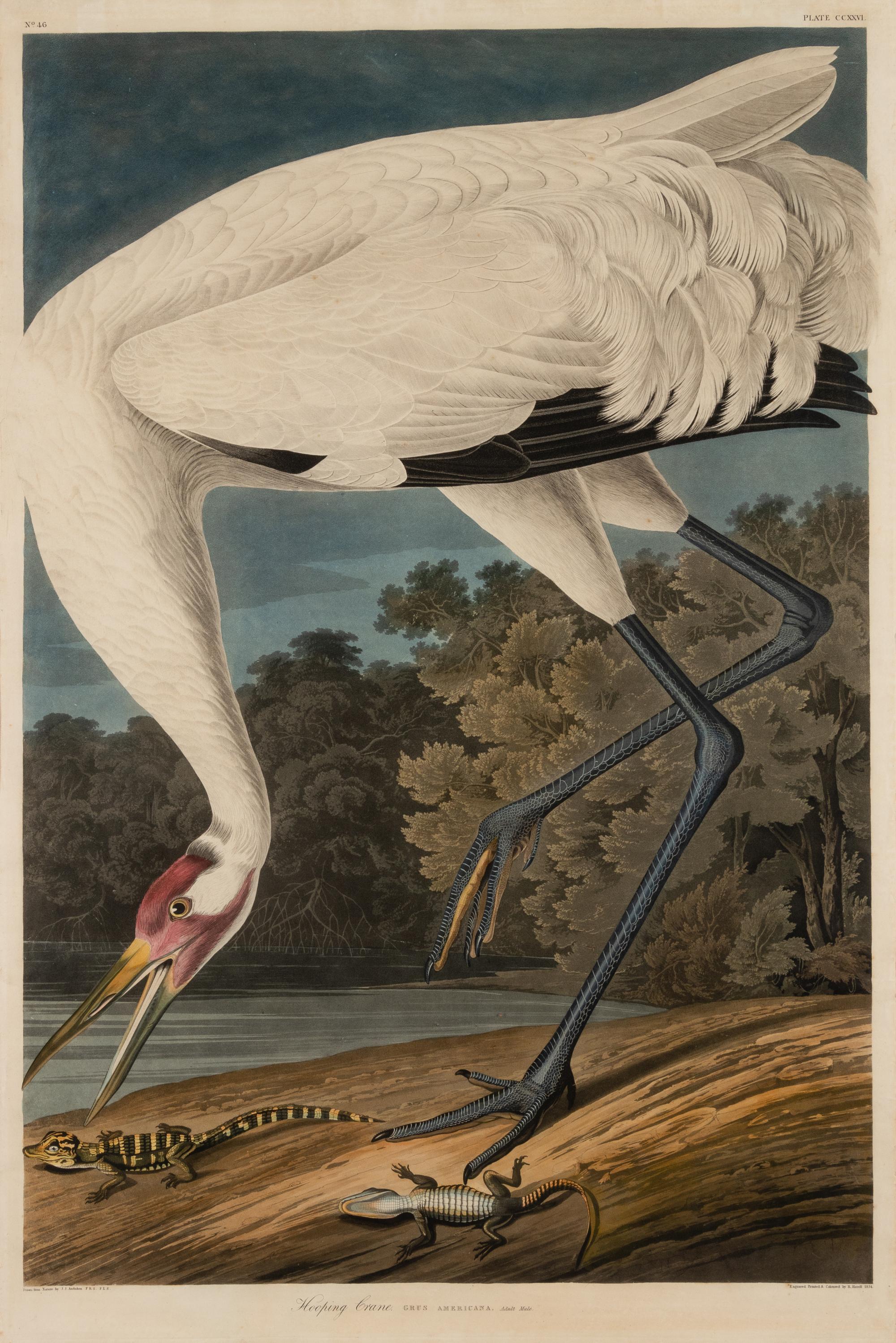 AUDUBON, John James (1785-1851)