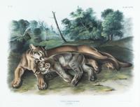 (AUDUBON, JOHN JAMES, after) BOWEN, J.T. Felis Concolor, The Cougar. Engraving w/hand-coloring from The Quadrupeds of N. America.