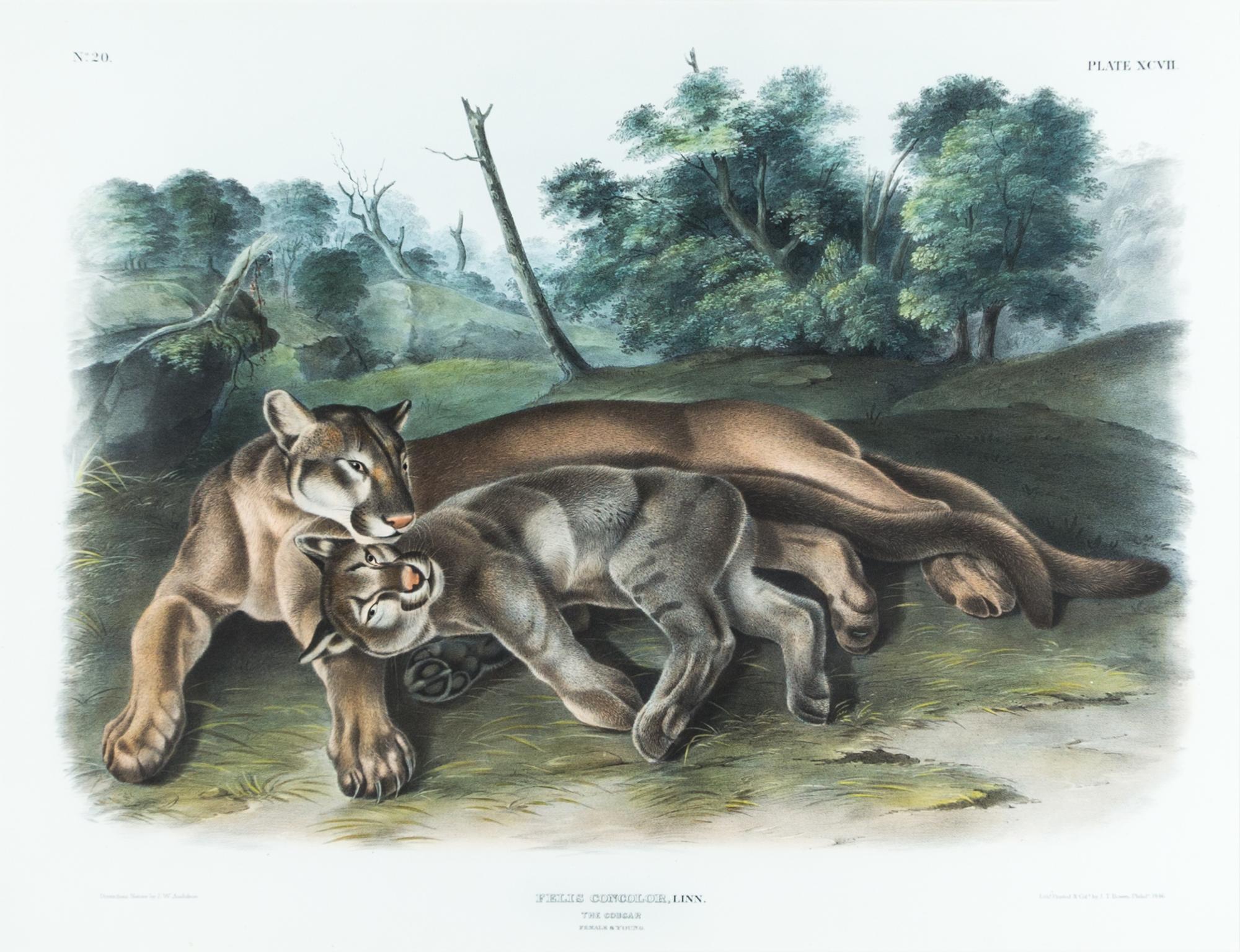 (AUDUBON, JOHN JAMES, after) BOWEN, J.T. Felis Concolor, The Cougar. Engraving w/hand-coloring from The Quadrupeds of N. America.