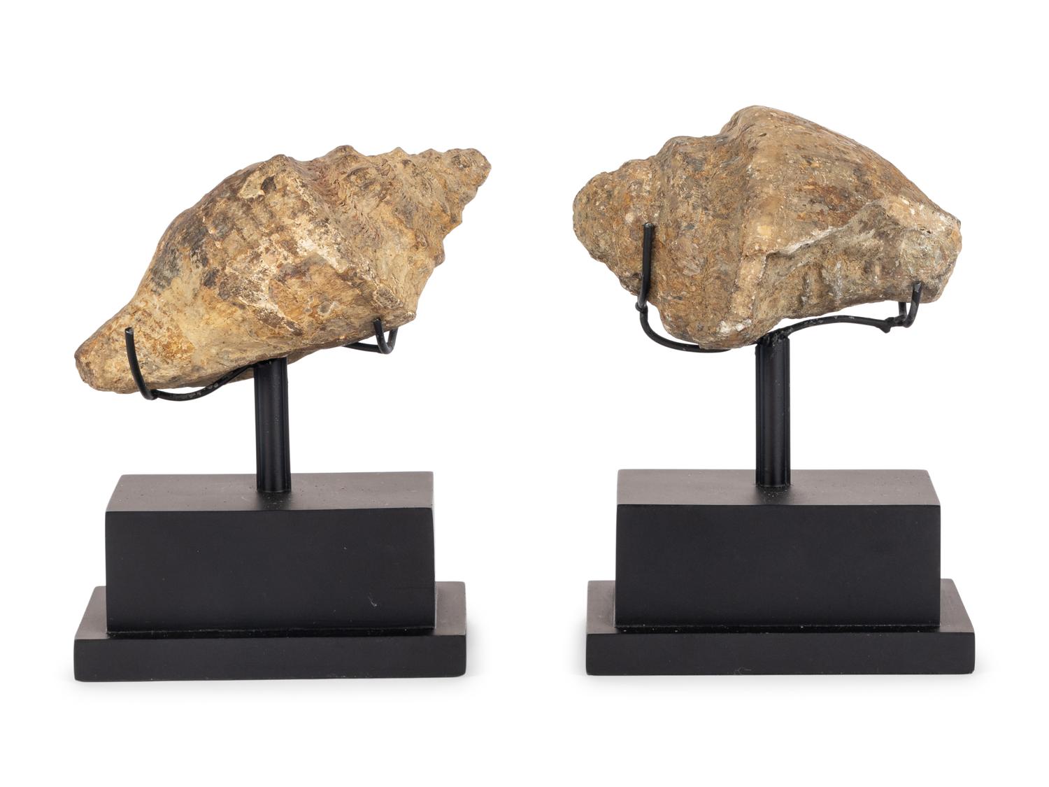 A Pair of Shell Fossil Specimens