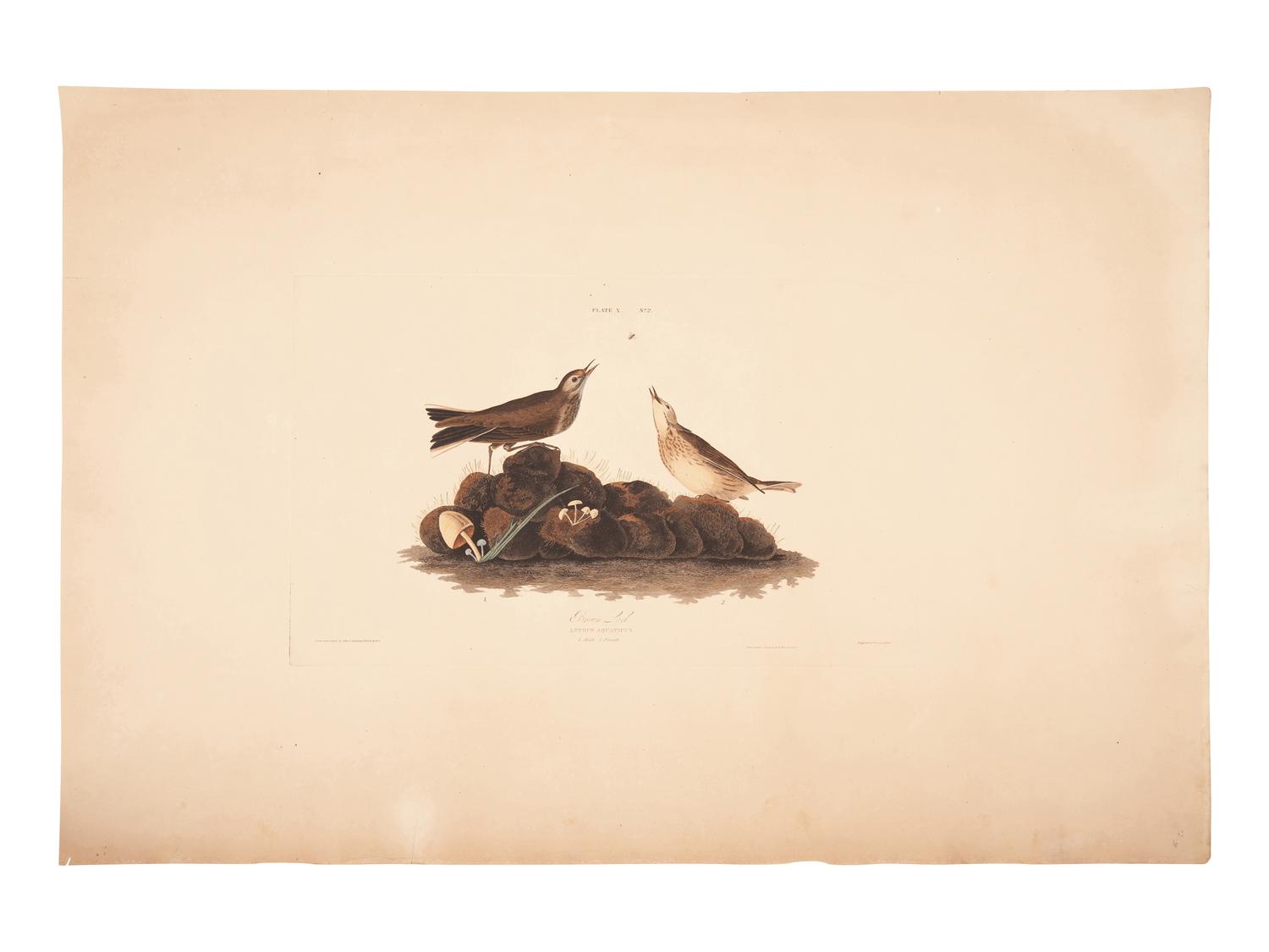 AUDUBON, John James (1785-1851).