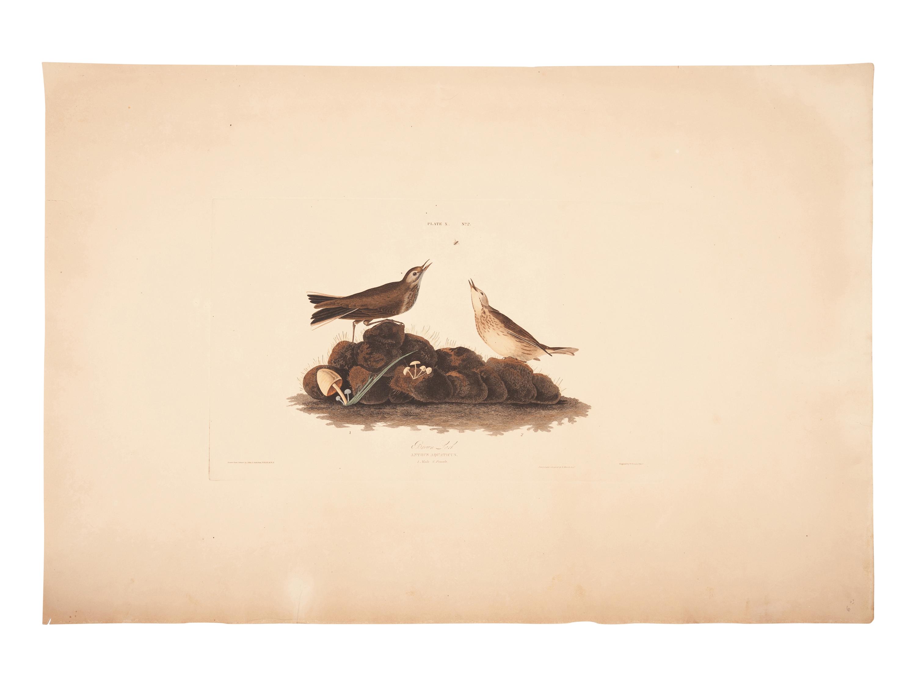 AUDUBON, John James (1785-1851).