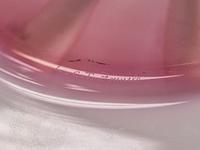 Three Pastel Plates