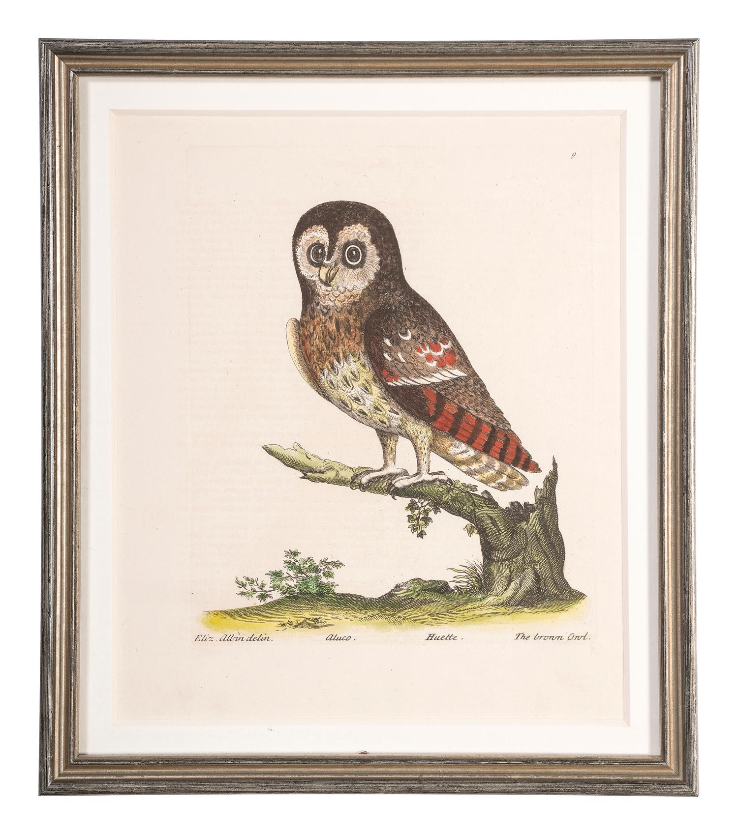Five Eleazar Albin (English, 1690-1742) Hand Colored Engravings of Owls