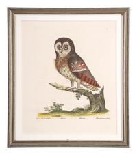 Five Eleazar Albin (English, 1690-1742) Hand Colored Engravings of Owls