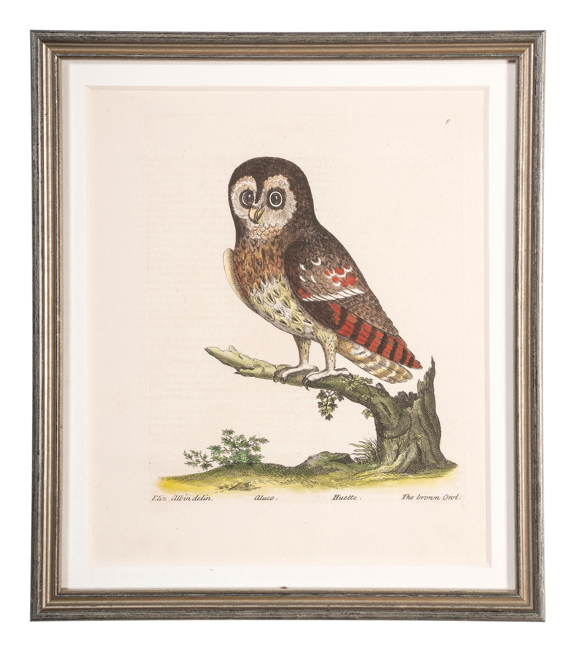 Five Eleazar Albin (English, 1690-1742) Hand Colored Engravings of Owls