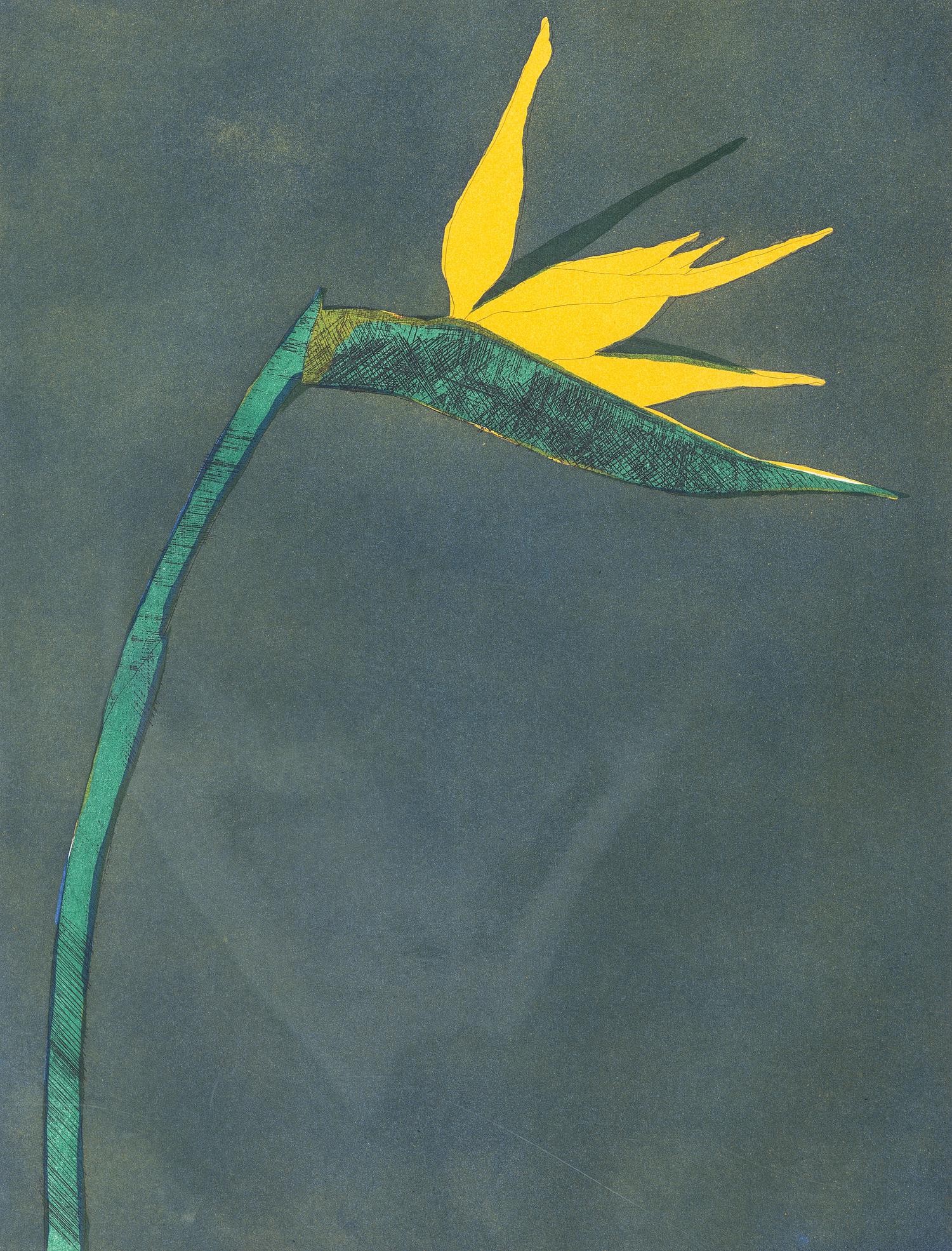Bird of Paradise , edition 81/120