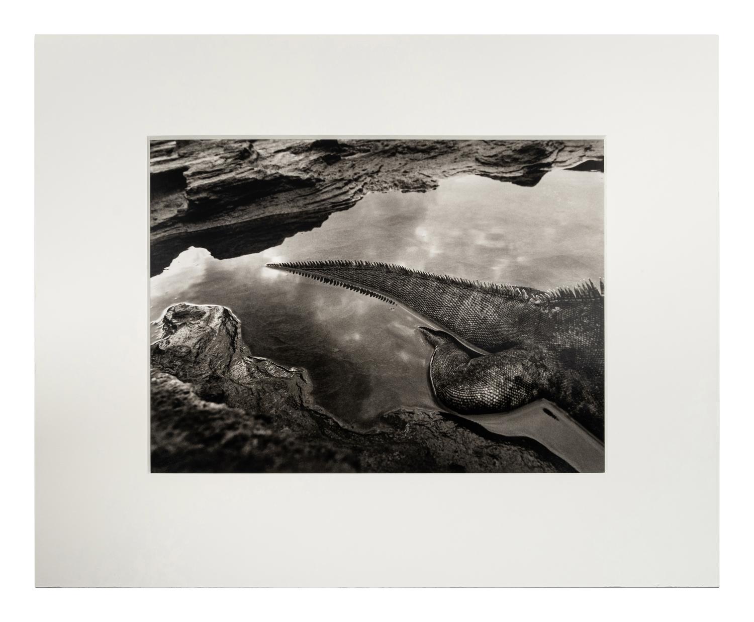 Sebastião Salgado (born 1944) Marine Iguana (Amblyrhynchus cristatus), Rábida Island, the Galápagos [tail], 2004, from "Genesis"