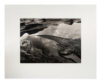 Sebastião Salgado (born 1944) Marine Iguana (Amblyrhynchus cristatus), Rábida Island, the Galápagos [tail], 2004, from "Genesis"