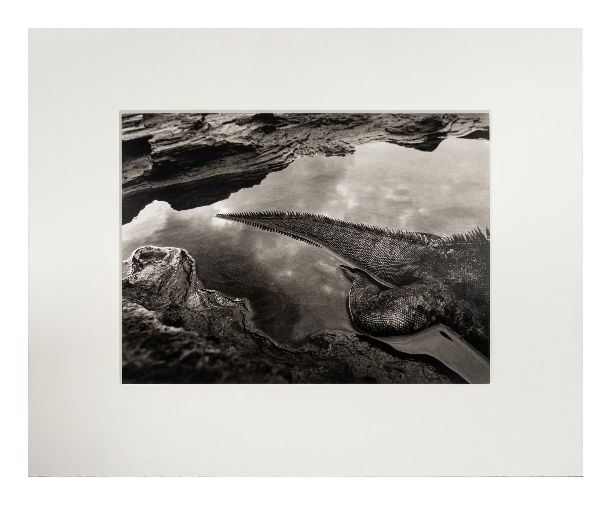 Sebastião Salgado (born 1944) Marine Iguana (Amblyrhynchus cristatus), Rábida Island, the Galápagos [tail], 2004, from "Genesis"