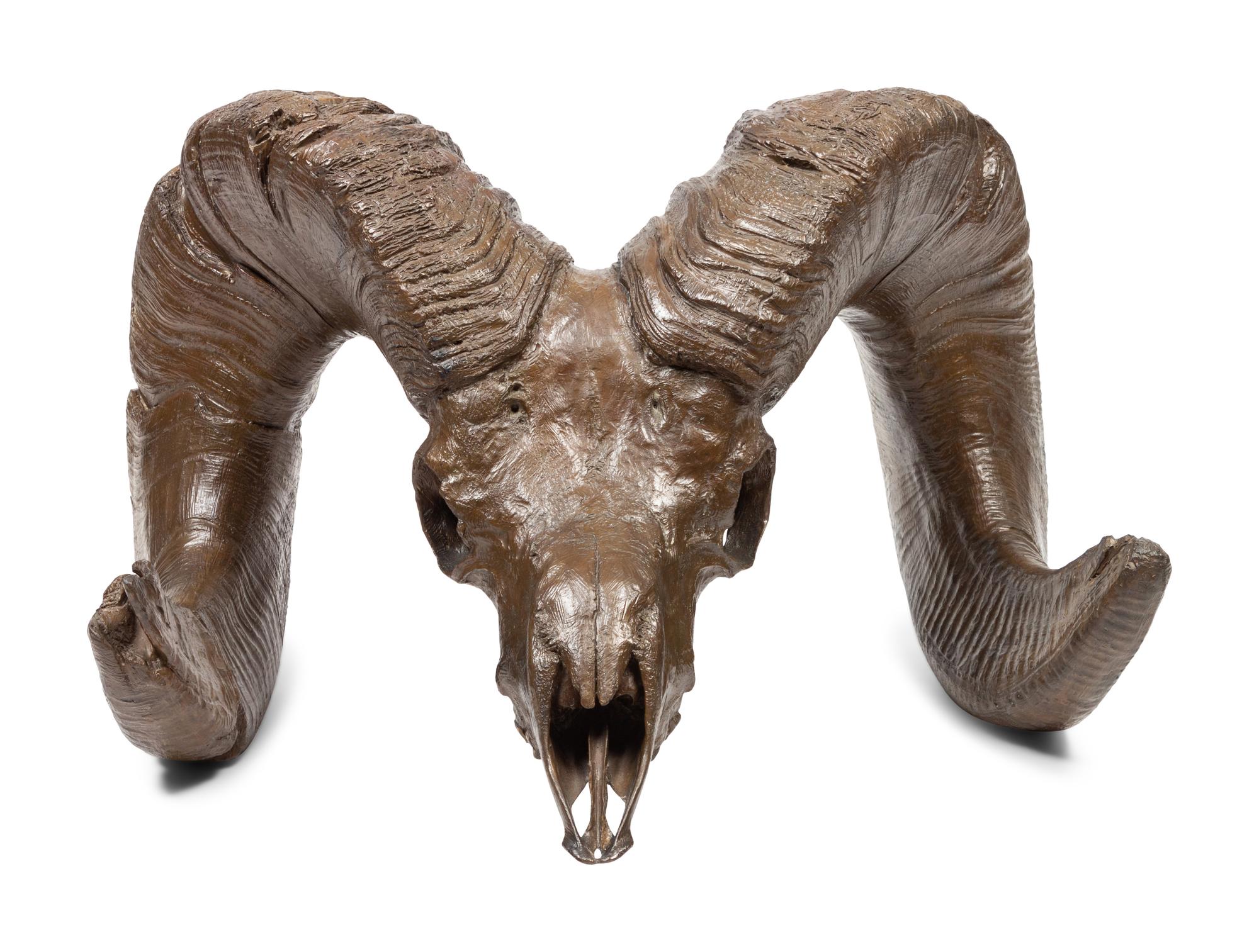 Bighorn Skull , edition 1/22