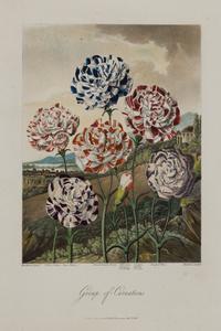 [NATURAL HISTORY]. THORNTON, Robert John (1768-1837). A suite of 15 botanical plates from Thornton's 1812 quarto edition Temple of Flora . [London: for the author, 1812].