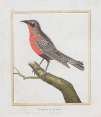 A Group of Six Hand-Colored Ornithological Engravings Height of each plate 9 1/2 x width 7 1/4 inches. — 20TH CENTURY