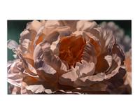 Untitled (Floral Study)