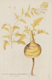 A Set of Four Botanical Prints in Gilt Frames