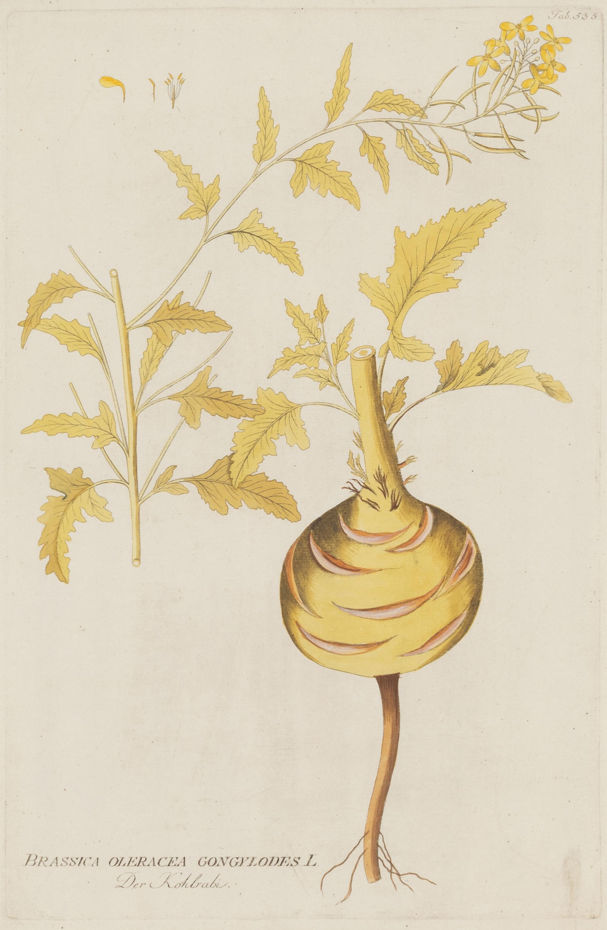 A Set of Four Botanical Prints in Gilt Frames
