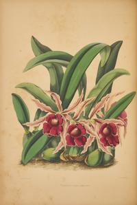 [Natural History] Warner, Robert. Select Orchidaceous Plants