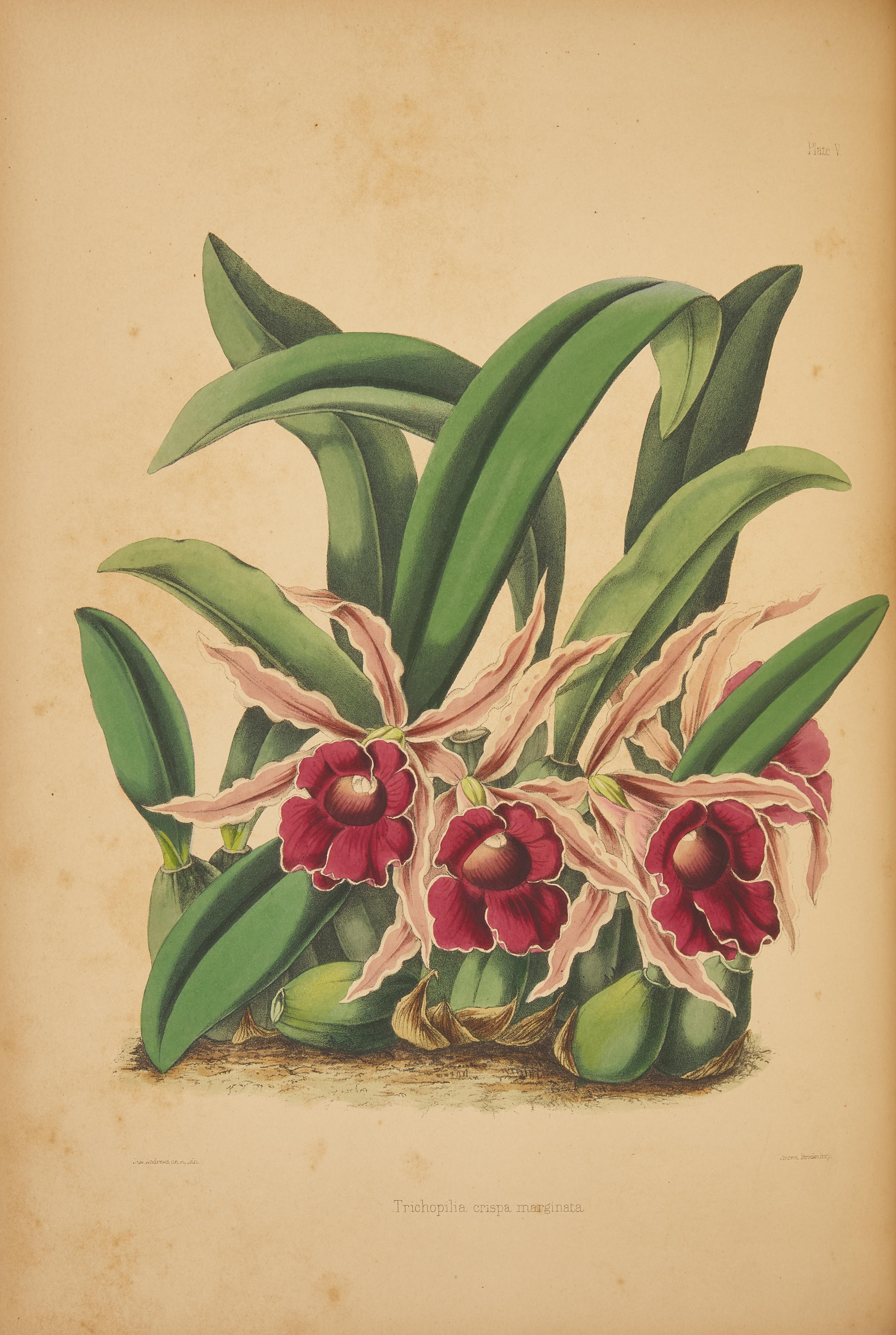 [Natural History] Warner, Robert. Select Orchidaceous Plants
