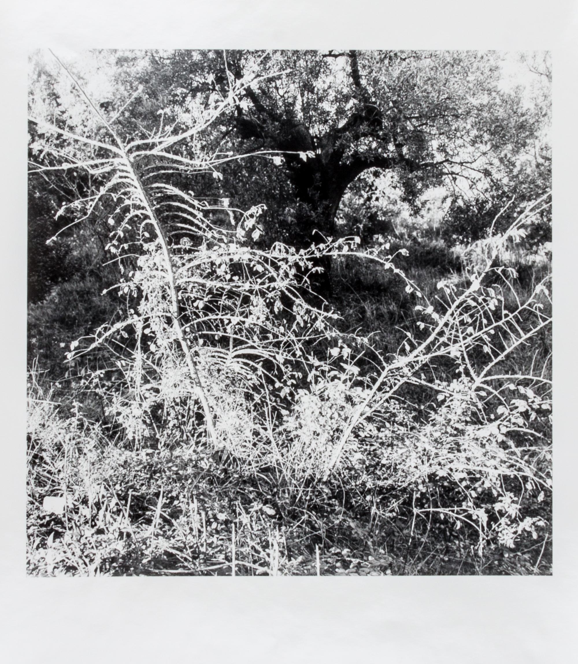 Ray Metzker, (American, 1931-2014), LT-7 SG-3, 1985